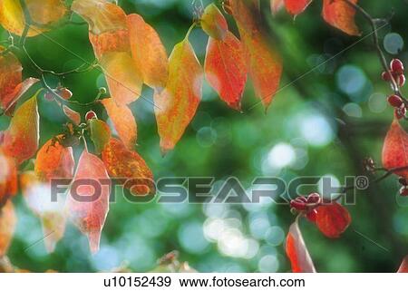 Leaves in autumnal color, low angle view, differential focus, Shiga prefecture, Japan View Large Photo Image Stock Photo - Leaves in autumnal color, low angle view, differential focus, Shiga prefecture, Japan. Fotosearch
