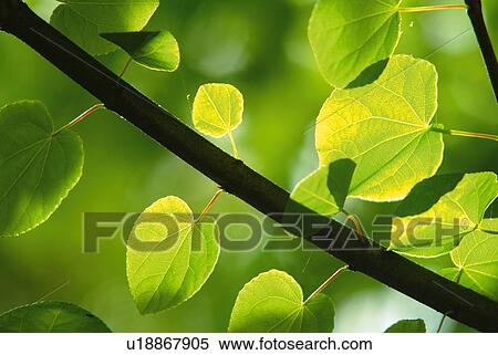 Stock Photography - Leaves on branches, close up, differential focus. Fotosearch