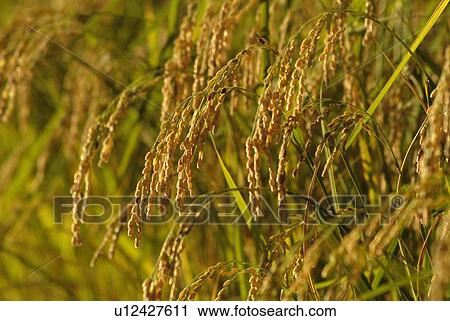 Rice plants in field, close up, differential focus, Shiga prefecture, Japan View Large Photo Image Stock Image - Rice plants in field, close up, differential focus, Shiga prefecture, Japan. Fotosearch
