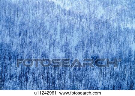 Stock Image - Shiga plateau in winter, high angle view, full frame, Nagano prefecture, Japan. Fotosearch