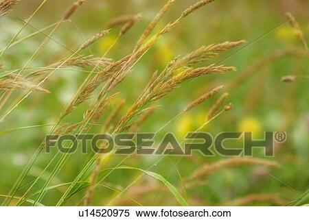 Stock Photography - Silver grass in field, close up, differential focus, Nagano prefecture, Japan. Fotosearch