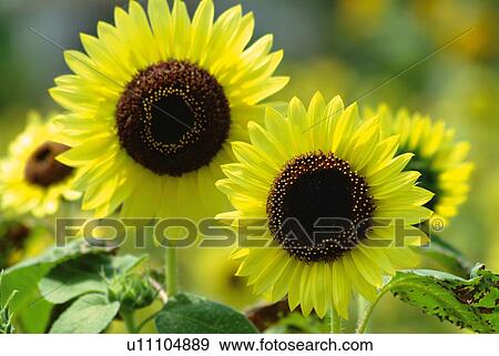 Stock Photo - Sunflowers in field, front view, close up, differential focus. Fotosearch
