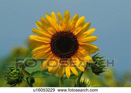 Stock Photo - Sunflowers in field, front view, close up, differential focus. Fotosearch