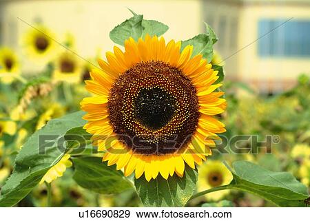 Stock Photo - Sunflowers in field, front view, close up, differential focus. Fotosearch