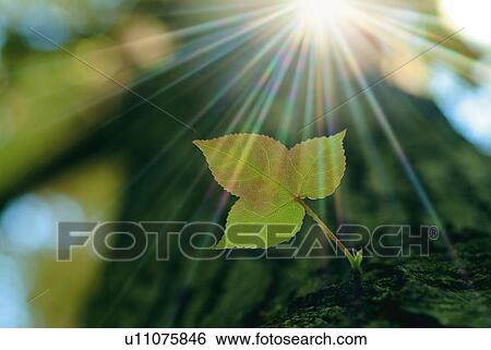 Sunshine and a leaf on tree trunk, low angle view, lens flare, differential focus View Large Photo Image Stock Photograph - Sunshine and a leaf on tree trunk, low angle view, lens flare, differential focus. Fotosearch