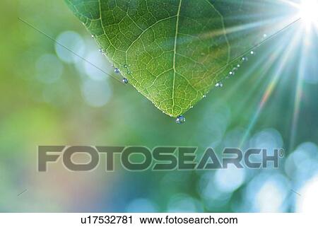 Sunshine and water drops on a leaf, close up, lens flare, differential focus View Large Photo Image Stock Image - Sunshine and water drops on a leaf, close up, lens flare, differential focus. Fotosearch