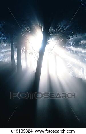 Picture - Sunshine in forest, lens flare. Fotosearch