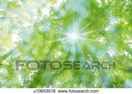 Stock Photo - Sunshine in greens, low angle view, lens flare, soft focus. Fotosearch