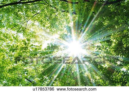 Stock Photograph - Sunshine in greens, low angle view, lens flare. Fotosearch