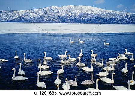 Stock Photography - Swans in Lake Kussharo and mountains covered with snow, high angle view, Hokkaido, Japan. Fotosearch
