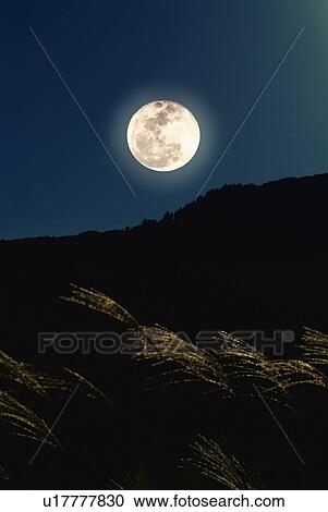 Stock Image - The full moon and silver grass, low angle view, Shiga prefecture, Japan. Fotosearch