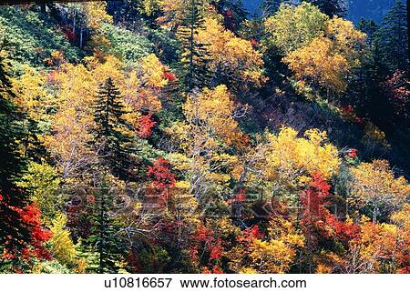 Trees in autumn, high angle view, Hokkaido, Japan View Large Photo Image Stock Photo - Trees in autumn, high angle view, Hokkaido, Japan. Fotosearch