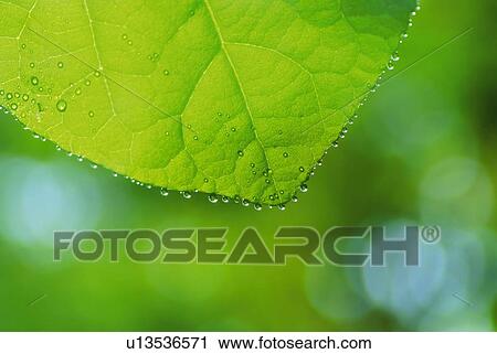 Water drops on a leaf, close up, differential focus View Large Photo Image Stock Image - Water drops on a leaf, close up, differential focus. Fotosearch