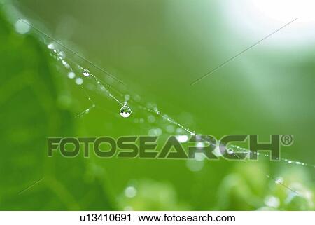Water drops on cobweb, close up, differential focus View Large Photo Image Stock Image - Water drops on cobweb, close up, differential focus. Fotosearch