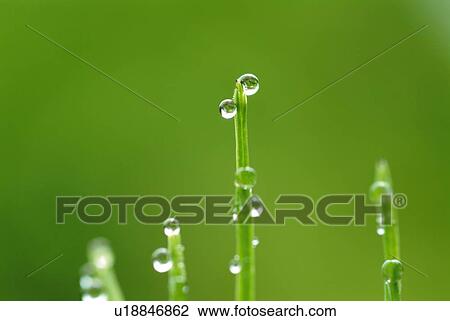 Stock Image - Water drops on field horsetails, close up, copy space, differential focus. Fotosearch