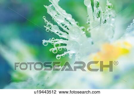 Water drops on flower, close up, differential focus View Large Photo Image Stock Image - Water drops on flower, close up, differential focus. Fotosearch