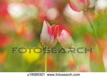 Stock Image - Water drops on petals of tulips in field, close up, differential focus. Fotosearch