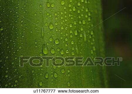 Water drops on surface of a bamboo trunk, front view, close up, differential focus View Large Photo Image Stock Photo - Water drops on surface of a bamboo trunk, front view, close up, differential focus. Fotosearch