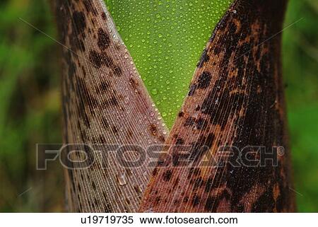Stock Photography - Water drops on surface of a bamboo trunk, front view, close up, differential focus. Fotosearch