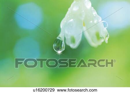 Water drops on white flower, close up, lens flare, differential focus View Large Photo Image Stock Photo - Water drops on white flower, close up, lens flare, differential focus. Fotosearch