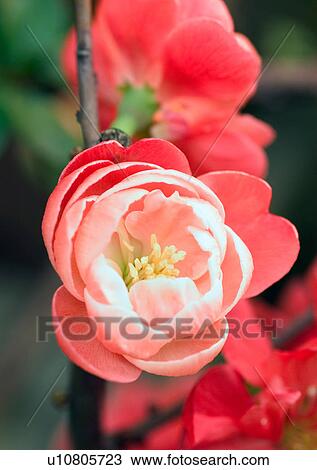 Chinese New Year, Celebrations, Chinese Culture, New Year, Close-Up View Large Photo Image Stock Image - Chinese New Year, Celebrations, Chinese Culture, New Year, Close-Up. Fotosearch