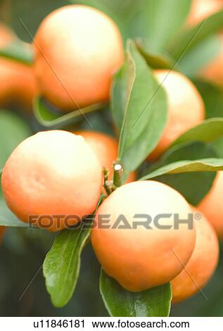 Stock Image - Chinese New Year, Celebrations, Chinese Culture, New Year, Citrus Fruit, Close-Up. Fotosearch