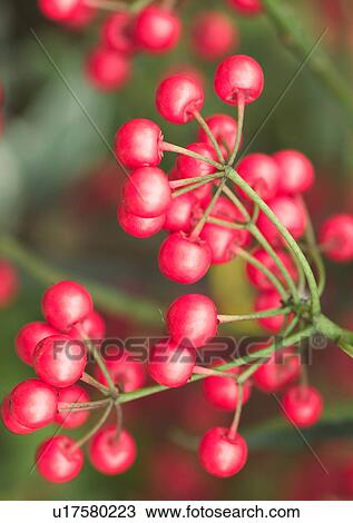Stock Image - Chinese New Year, Celebrations, Chinese Culture, New Year, Cherry, Close-Up. Fotosearch