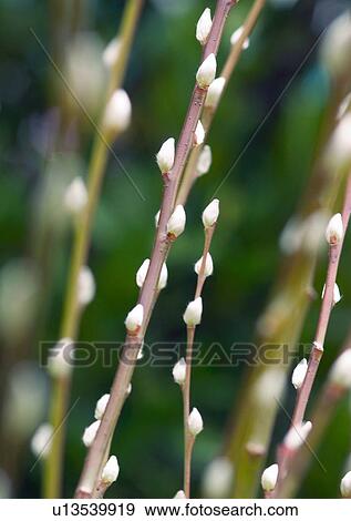 Chinese New Year, Celebrations, Chinese Culture, New Year, Close-Up View Large Photo Image Stock Photo - Chinese New Year, Celebrations, Chinese Culture, New Year, Close-Up. Fotosearch
