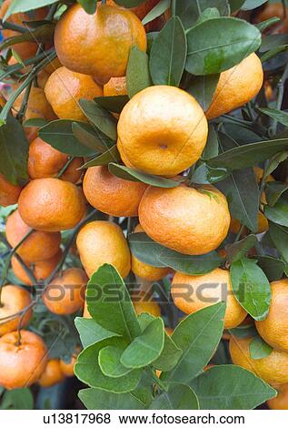 Stock Photo - Chinese New Year, Celebrations, Chinese Culture, New Year, Citrus Fruit, Close-Up. Fotosearch