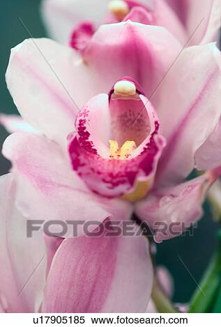 Chinese New Year, Celebrations, Chinese Culture, New Year, Close-Up View Large Photo Image Stock Photography - Chinese New Year, Celebrations, Chinese Culture, New Year, Close-Up. Fotosearch
