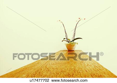 Stock Image - Potted plant on a wooden base. Fotosearch