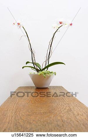 Potted plant on a wooden base View Large Photo Image Stock Photography - Potted plant on a wooden base. Fotosearch