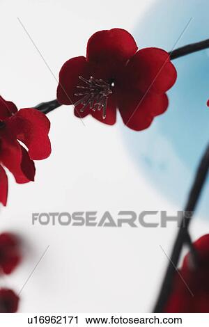 Stock Image - Close-up of a branch of red flowers in a vase. Fotosearch