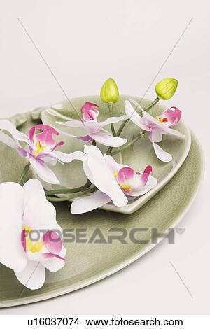Picture - Close-up of flowers in a plate. Fotosearch