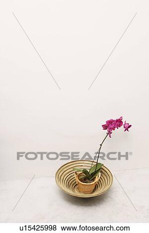 High angle view of a potted plant in a basket View Large Photo Image Stock Photo - High angle view of a potted plant in a basket. Fotosearch