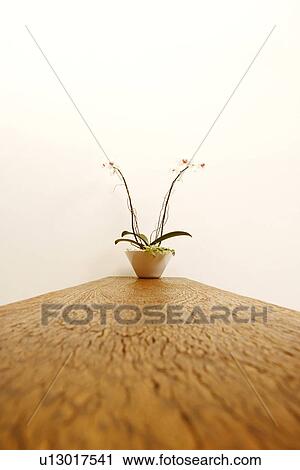 Stock Image - Potted plant on a wooden base. Fotosearch