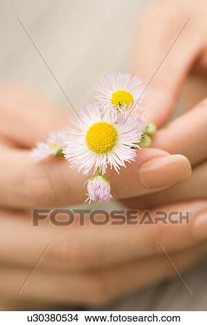 Picture - Photography of hands holding flowers, Close Up, Differential Focus. Fotosearch