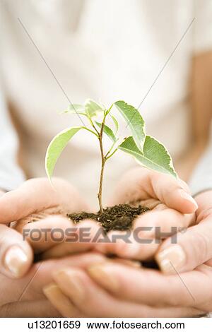Photography of hands of parent and child holding a plant, Close Up View Large Photo Image Stock Photo - Photography of hands of parent and child holding a plant, Close Up. Fotosearch