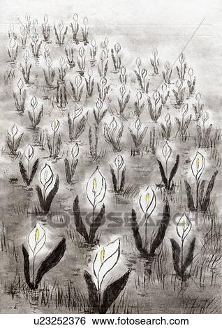 Stock Illustration - Skunk Cabbages, Ink Painting, Vignette, High Angle View. Fotosearch