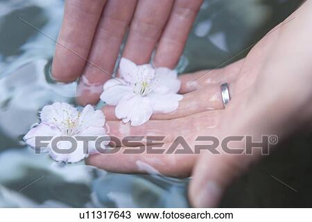 Stock Image - Close-up Image of Hands Scooping Cherry Blossoms on a Hot Spring Water, High Angle View. Fotosearch