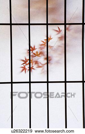Red Maple Leaves Shadow on a Paper Panel Door, Close Up View Large Photo Image Stock Photo - Red Maple Leaves Shadow on a Paper Panel Door, Close Up. Fotosearch