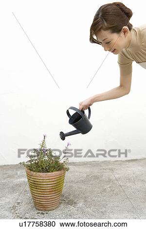 Stock Image - A woman watering plants, side view, white background. Fotosearch