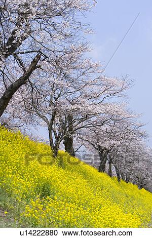 櫻桃花 在 強姦 領域 低的角度意見 日本種類最齊全的圖像 U1422 Fotosearch