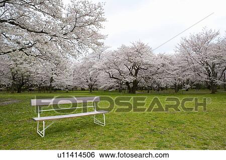 Stock Photograph - Bench in cherry blossoms field, Japan. Fotosearch