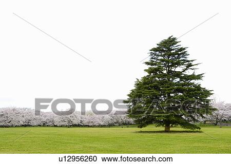 Big Green tree in cherry blossoms field, copy space, Japan View Large Photo Image Stock Image - Big Green tree in cherry blossoms field, copy space, Japan. Fotosearch