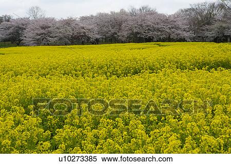 Cherry blossoms and rape field, Japan View Large Photo Image Stock Photography - Cherry blossoms and rape field, Japan. Fotosearch