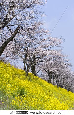 Stock Image - Cherry blossoms in rape field, low angle view, Japan. Fotosearch