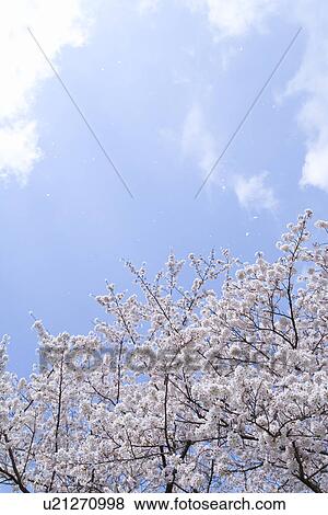 Cherry blossoms under the blue sky, low angle view, Japan View Large Photo Image Stock Photo - Cherry blossoms under the blue sky, low angle view, Japan. Fotosearch