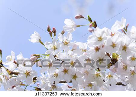 Cherry blossoms under the blue sky, close up, blue background, Japan, low angle view View Large Photo Image Stock Photo - Cherry blossoms under the blue sky, close up, blue background, Japan, low angle view. Fotosearch