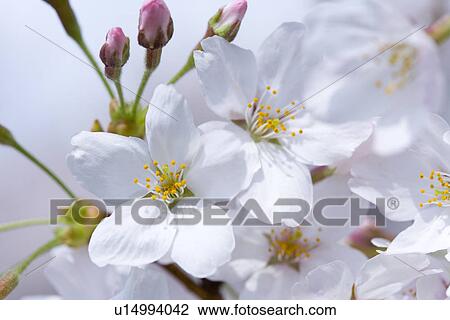 Stock Image - Cherry flowers, close up, Japan. Fotosearch